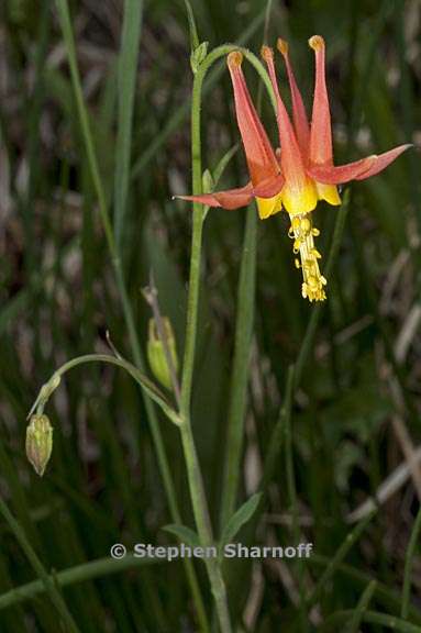 aquilegia formosa 6 graphic